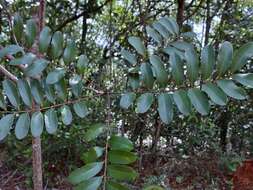 Image of Simarouba versicolor A. St.-Hil.