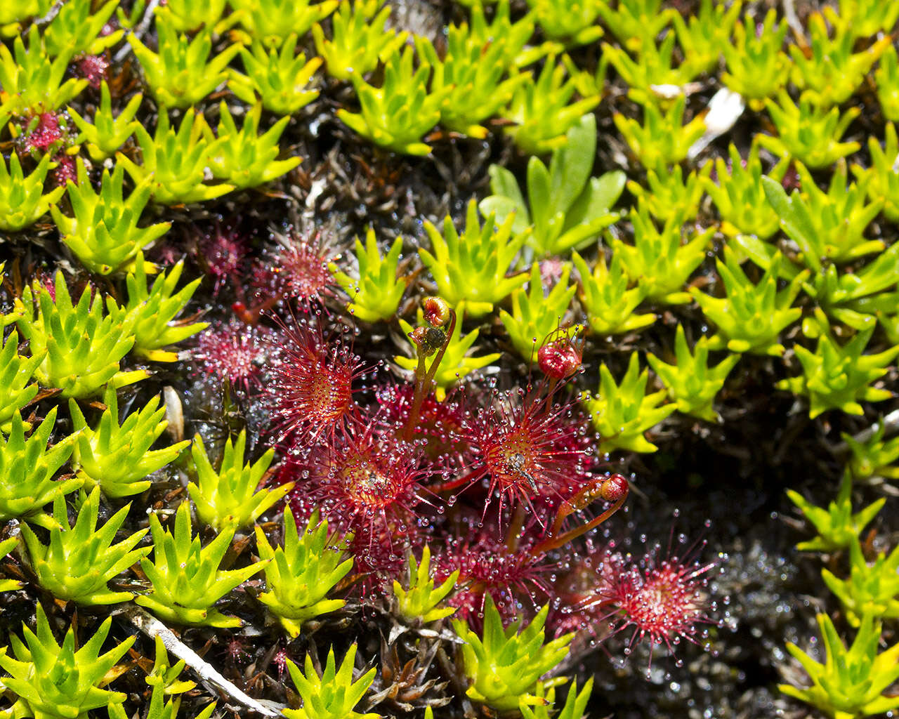 Image of Drosera peltata Thunb.