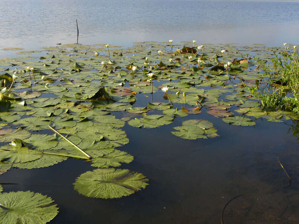 Image of Dotleaf waterlily