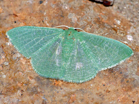 صورة Prasinocyma vermicularia Guenée 1857