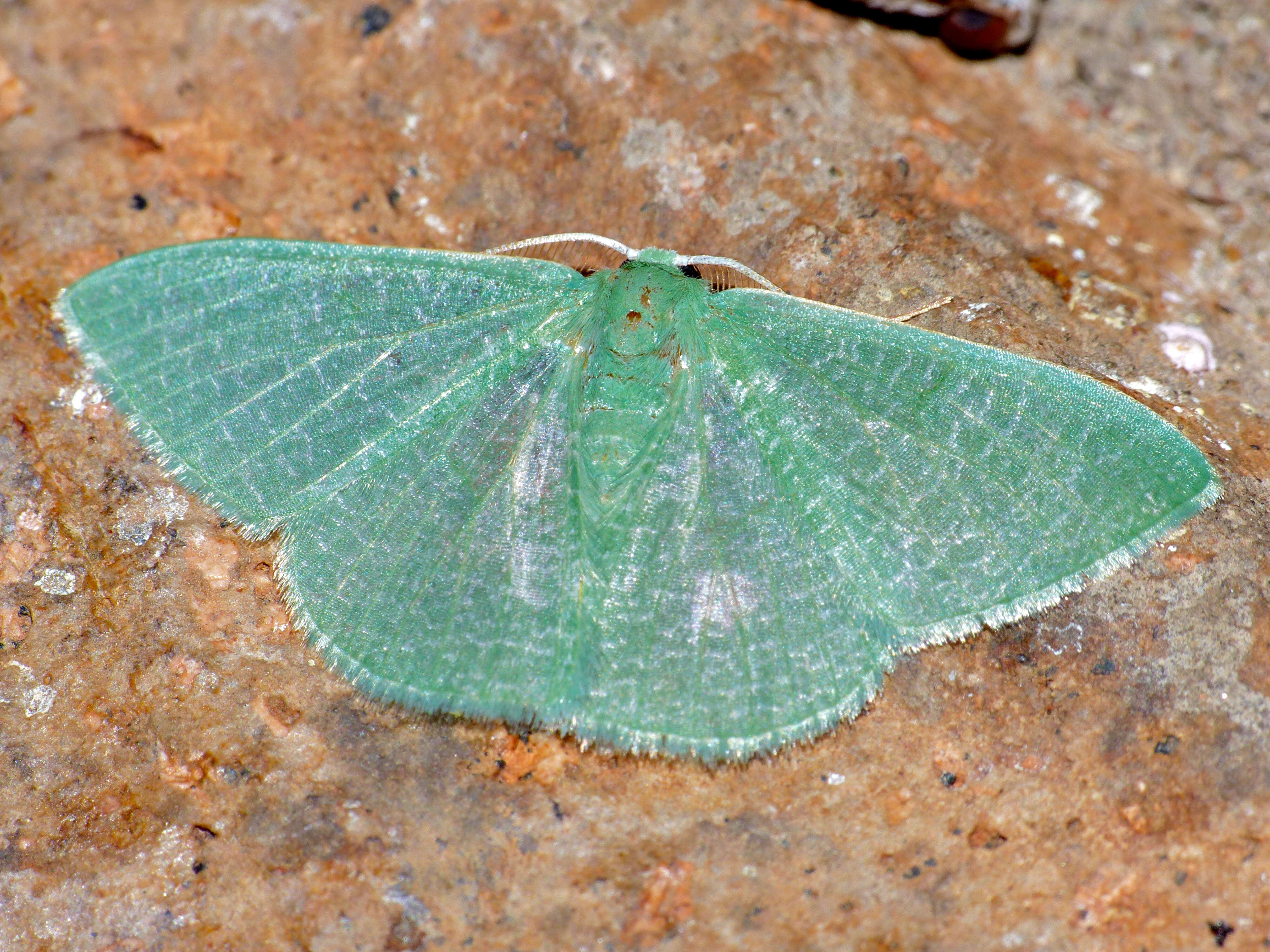 صورة Prasinocyma vermicularia Guenée 1857