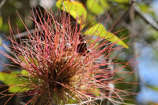 Слика од Tillandsia setacea Sw.