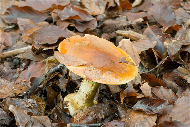 Image of Cortinarius elegantissimus Rob. Henry 1989