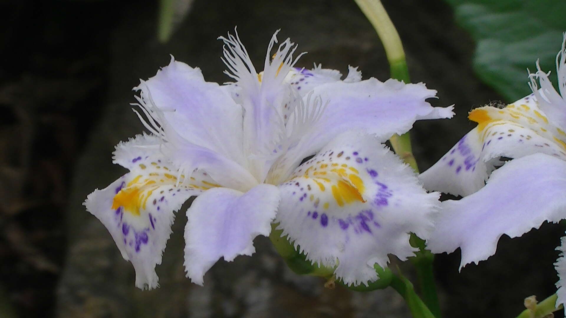 Sivun Iris japonica Thunb. kuva