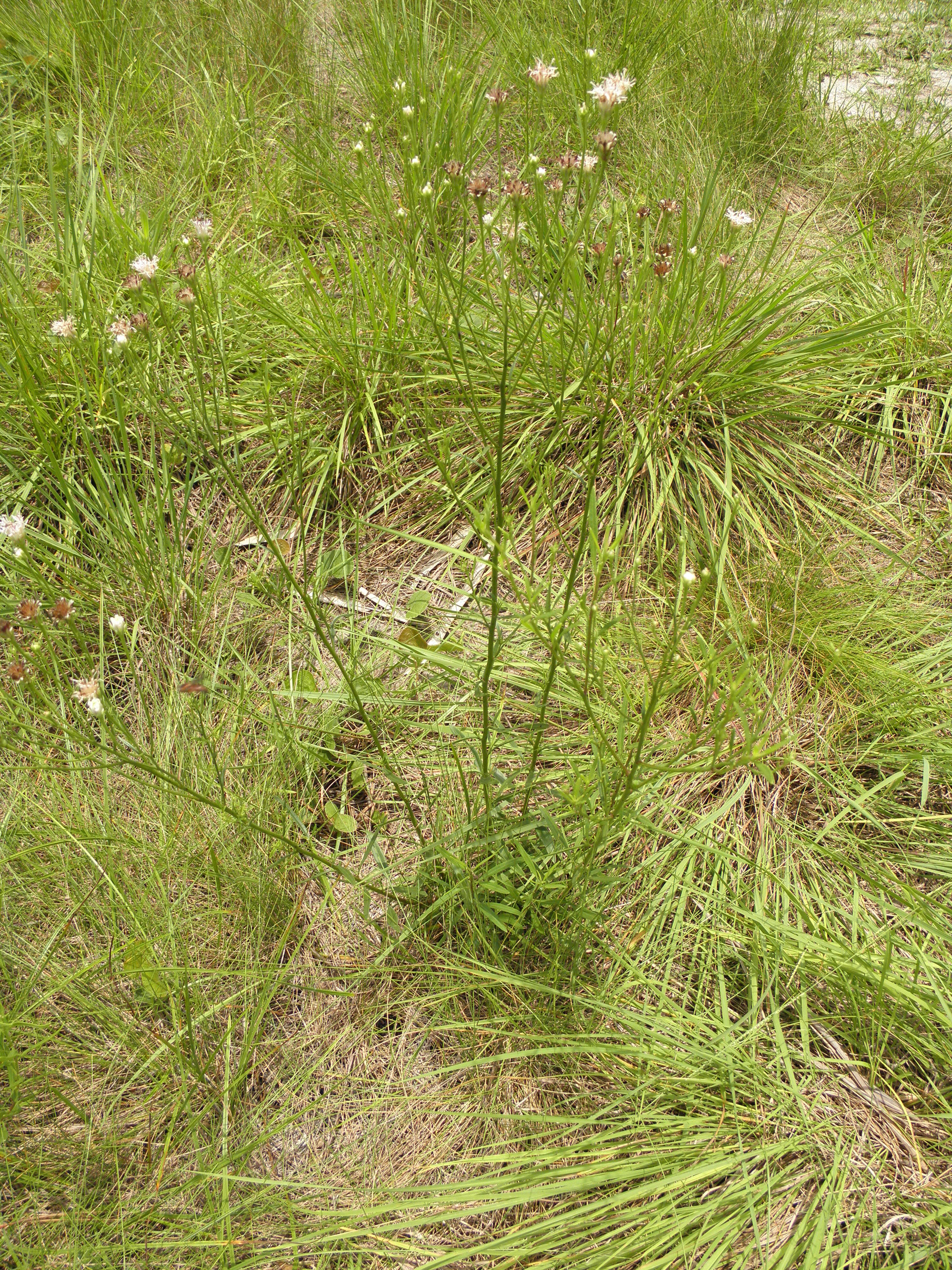 Image of coastal plain palafox