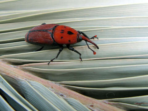 Image of palm weevils