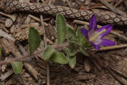 Campanula filicaulis Durieu resmi