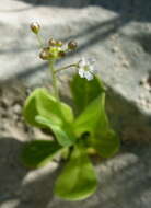 Image of limewater brookweed