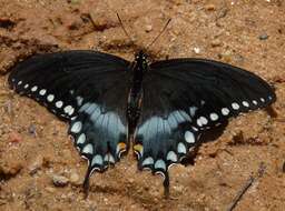 Image of Papilio