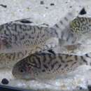 Image of Corydoras brevirostris Fraser-Brunner 1947