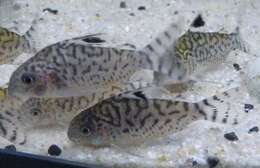 Image of callichthyid armored catfishes