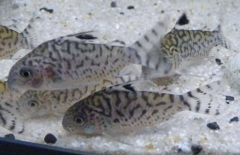 Image of Corydoras brevirostris Fraser-Brunner 1947