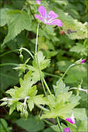 Image of marsh cranesbill