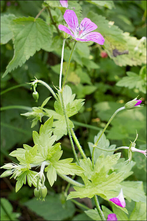 Image of marsh cranesbill