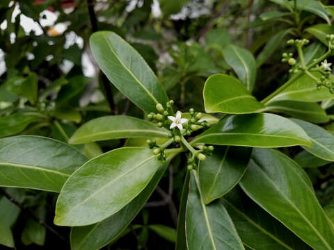 Image of forest wild coffee