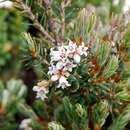 Image of Acrothamnus montanus (R. Br.) Quinn