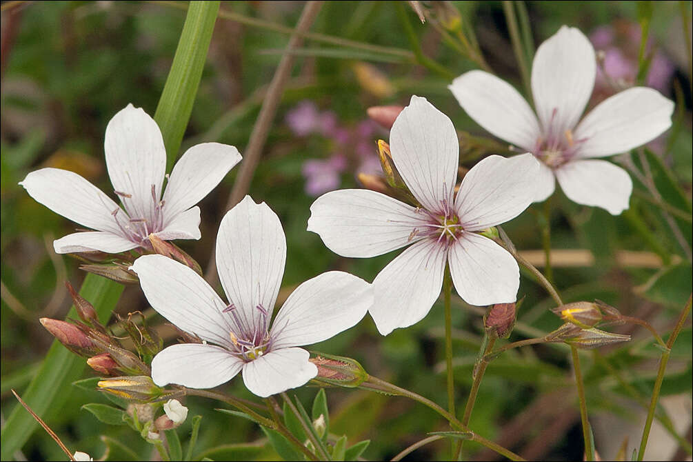 Image of Narrow-leaved Flax