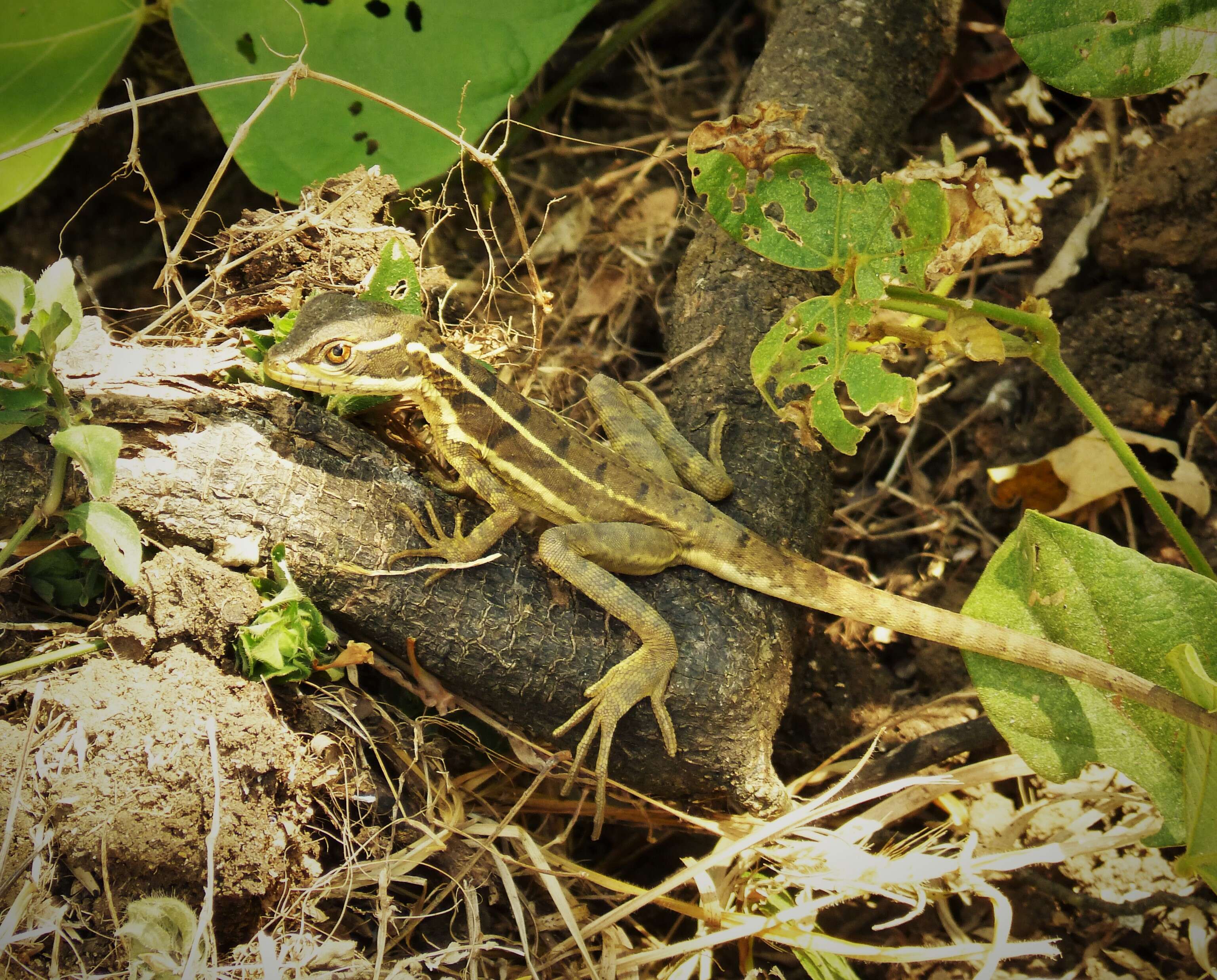 Image of Anolis oxylophus Cope 1875