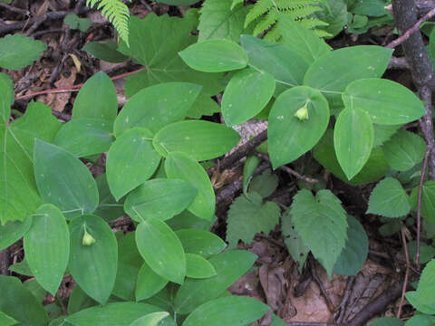 Image of perfoliate bellwort