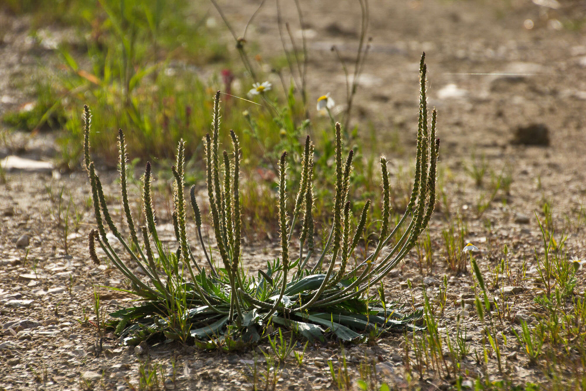 Image of Plantago serraria L.