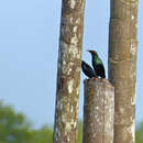 Image of Asian Glossy Starling
