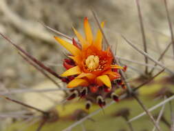 Image of Opuntia stenopetala Engelm.