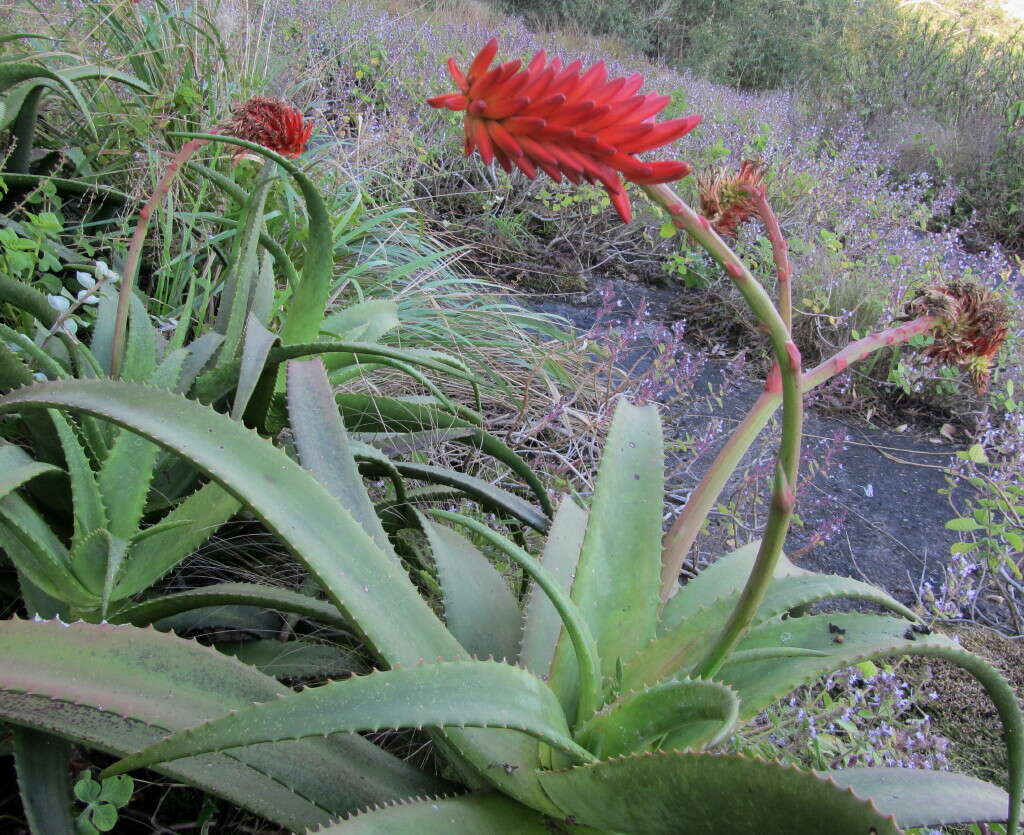 Image of Aloe ribauensis T. A. McCoy, Rulkens & O. J. Baptista