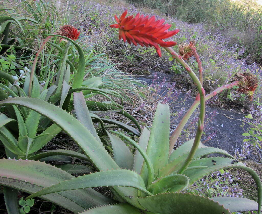 Aloe ribauensis T. A. McCoy, Rulkens & O. J. Baptista resmi