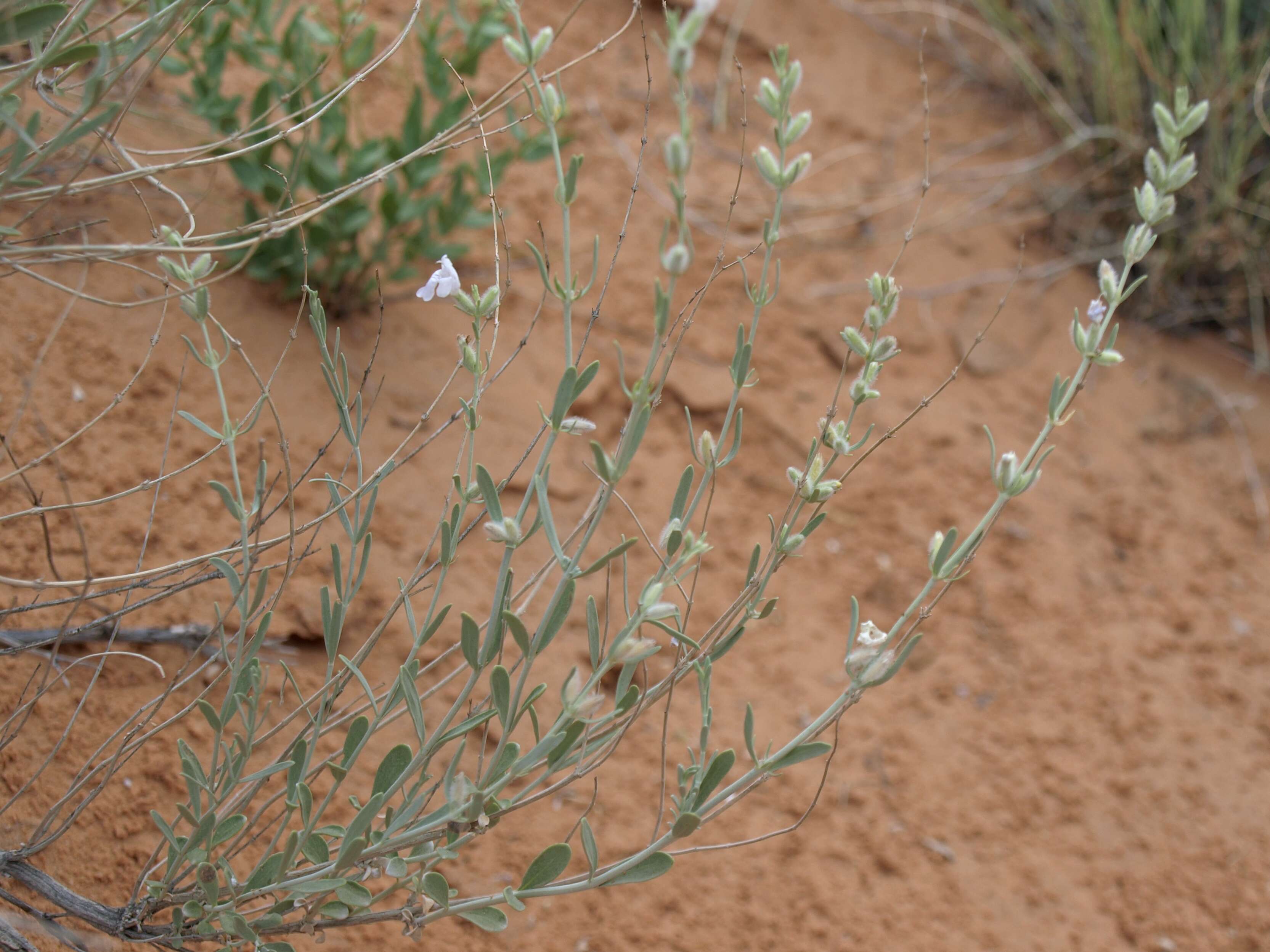 Image of rosemary-mint