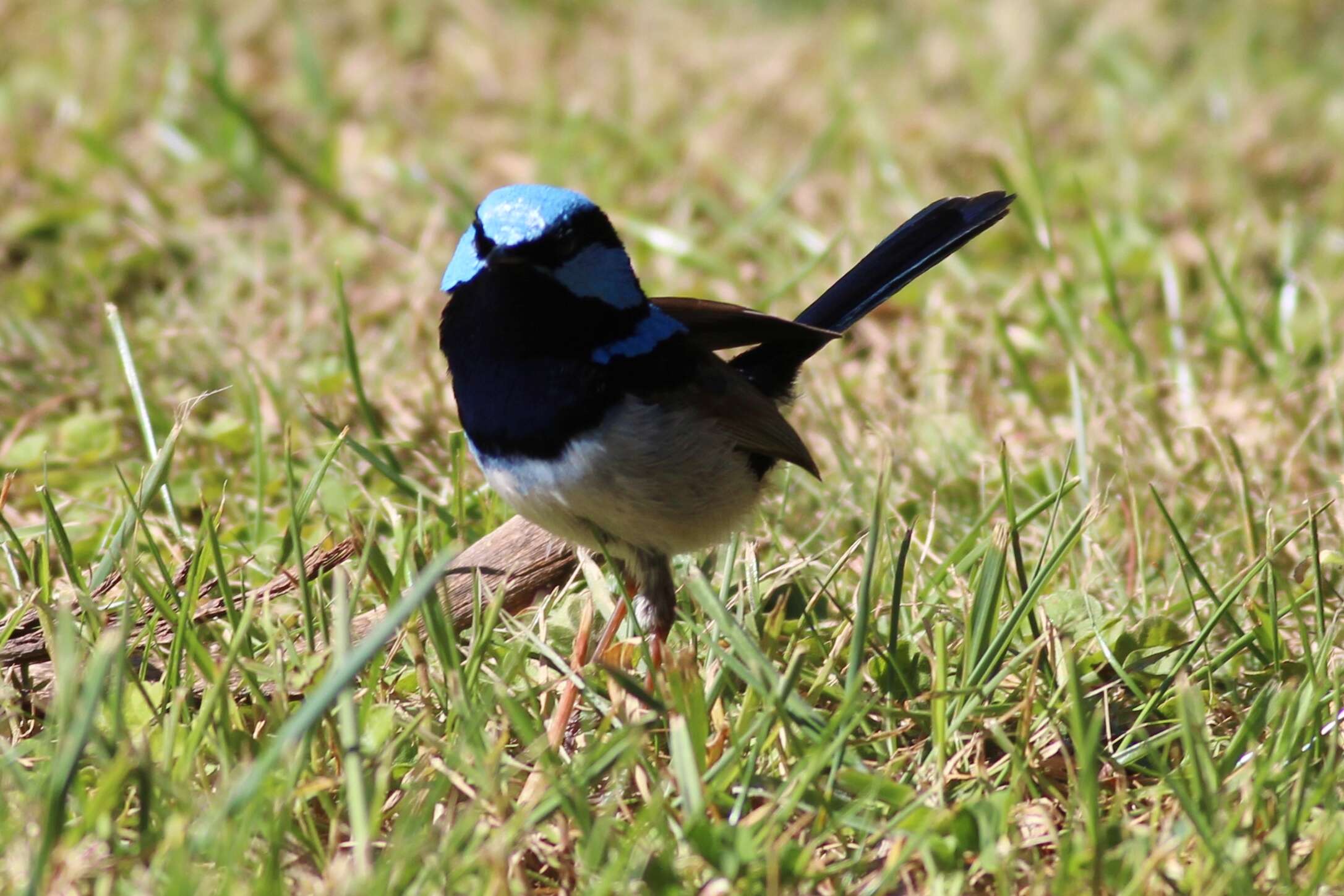 Image of Superb Fairy-wren