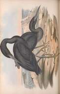 Image of Eastern Reef Egret