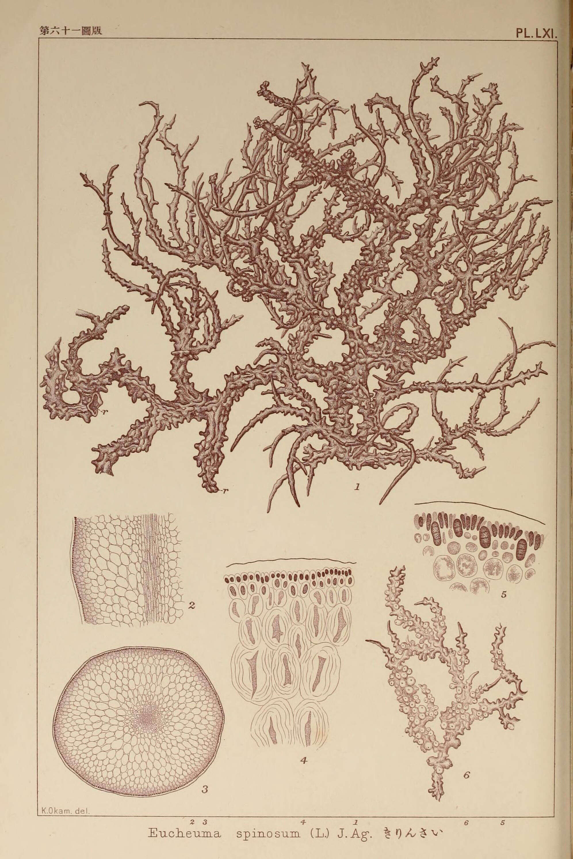 Image of Solieriaceae