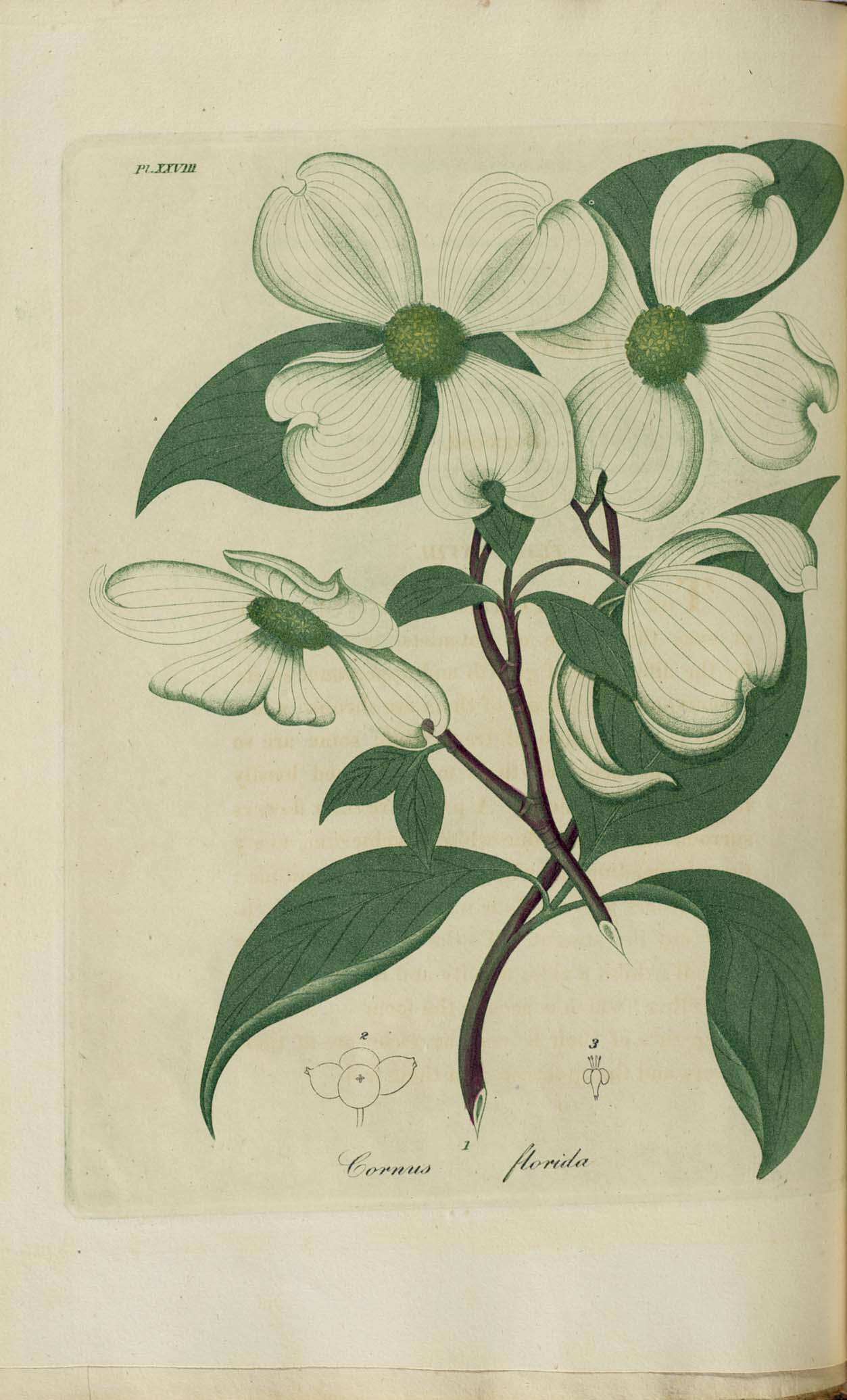 Image of dogwoods