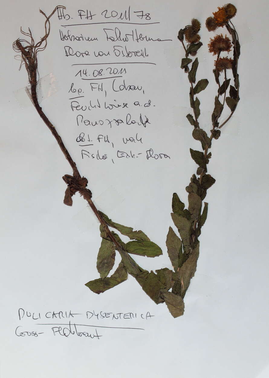 Pulicaria dysenterica (L.) Bernh. resmi