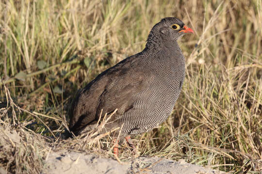 Image of Red-billed Francolin