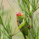 Image of Red-headed Meadow Katydid
