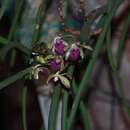 Image of Luisia curtisii × Seidenfadenia mitrata