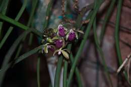 Imagem de Orchidaceae