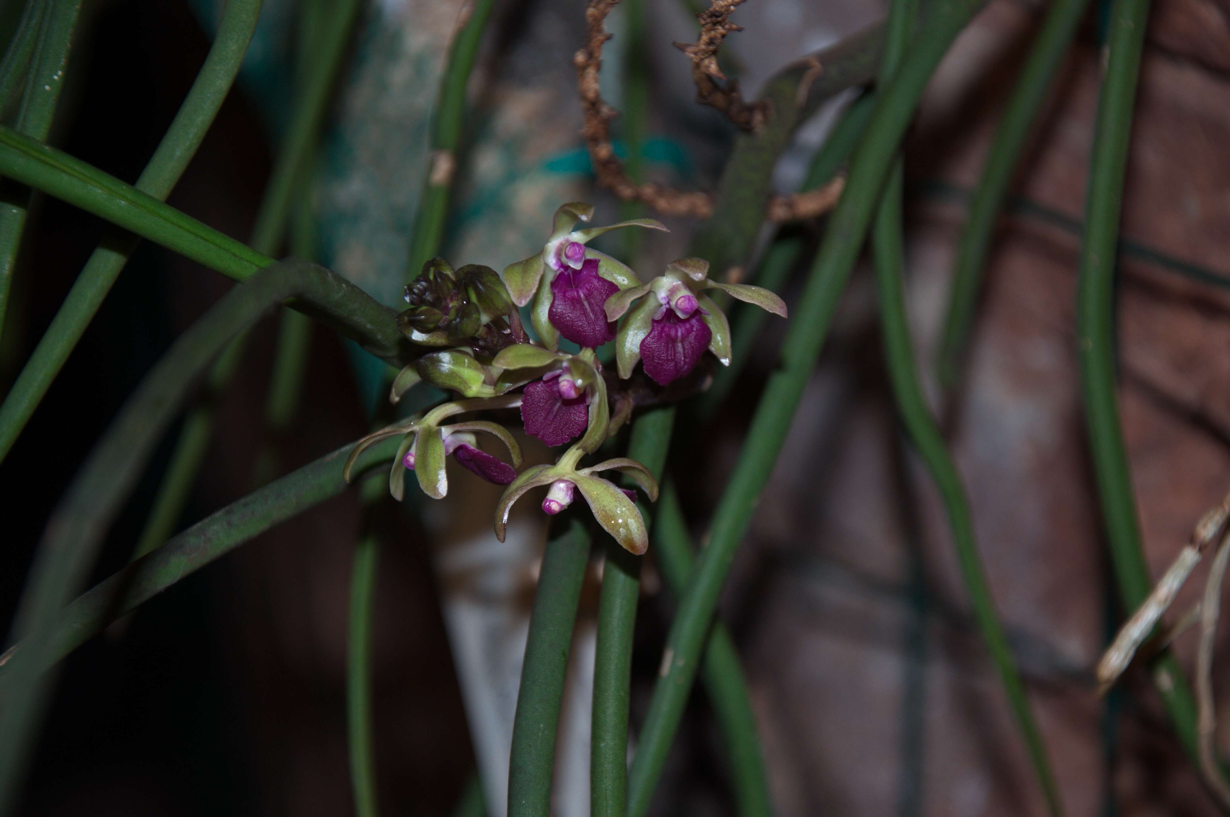 Image of Orchidaceae