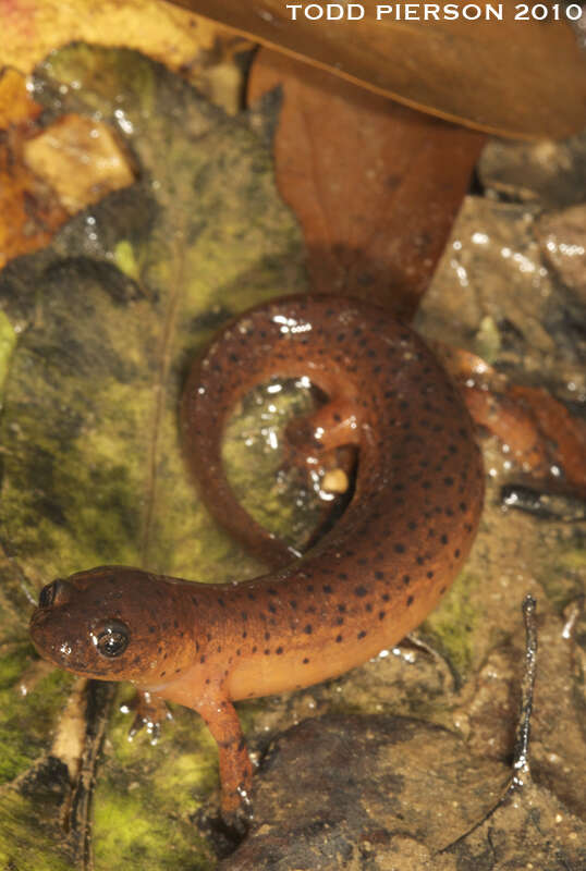 Image of Eastern Mud Salamander