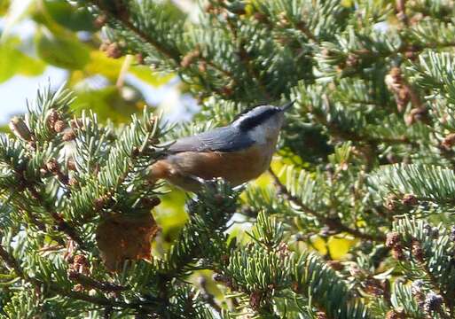 Image of Red-breasted Nuthatch