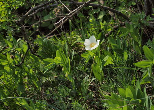 Image of Angular Solomon's Seal