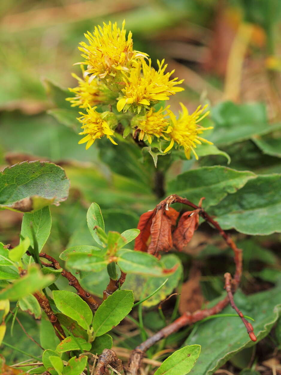 Image de Solidago virgaurea subsp. minuta (L.) Arcangeli