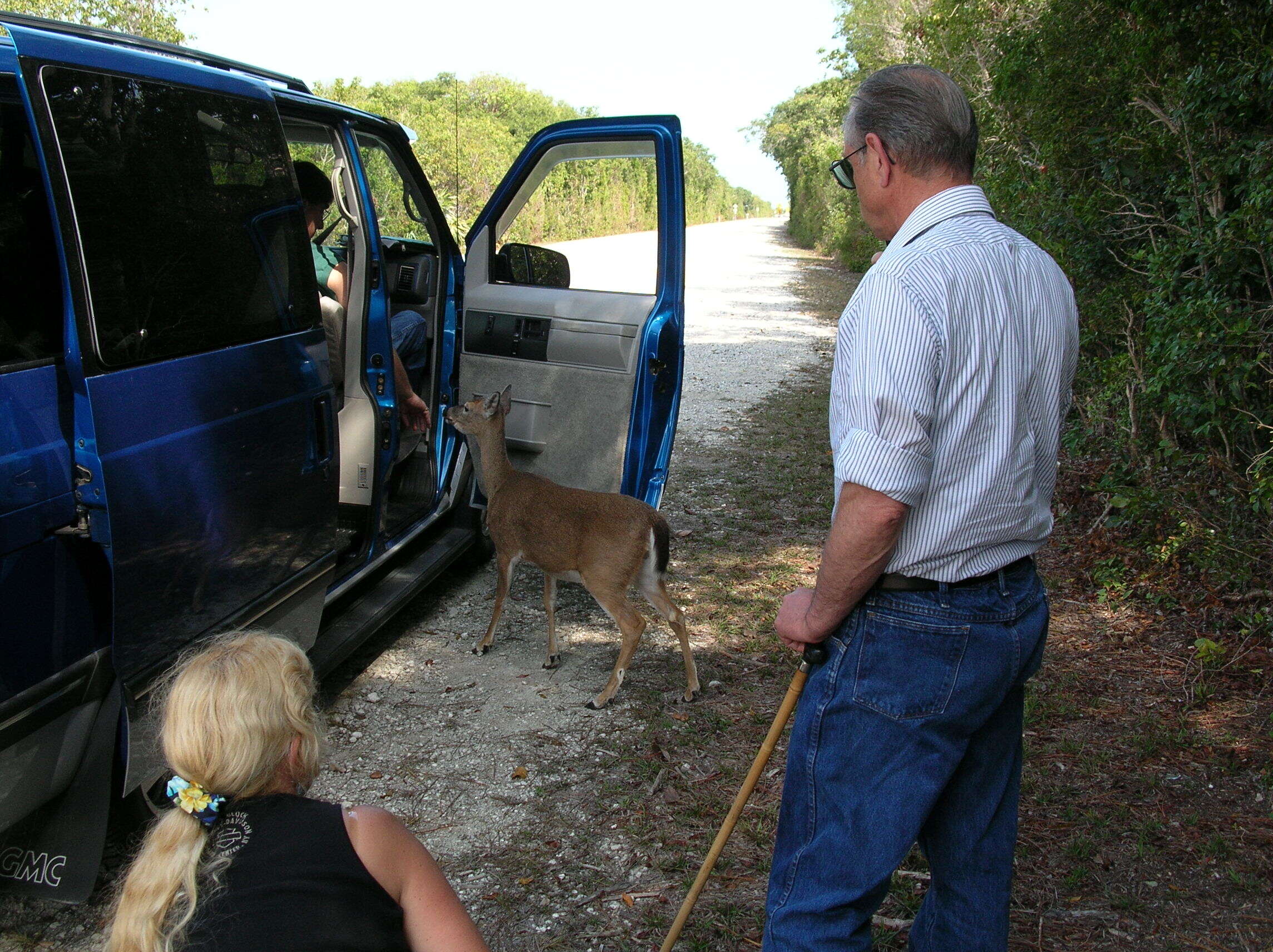 Image of White-tailed deer