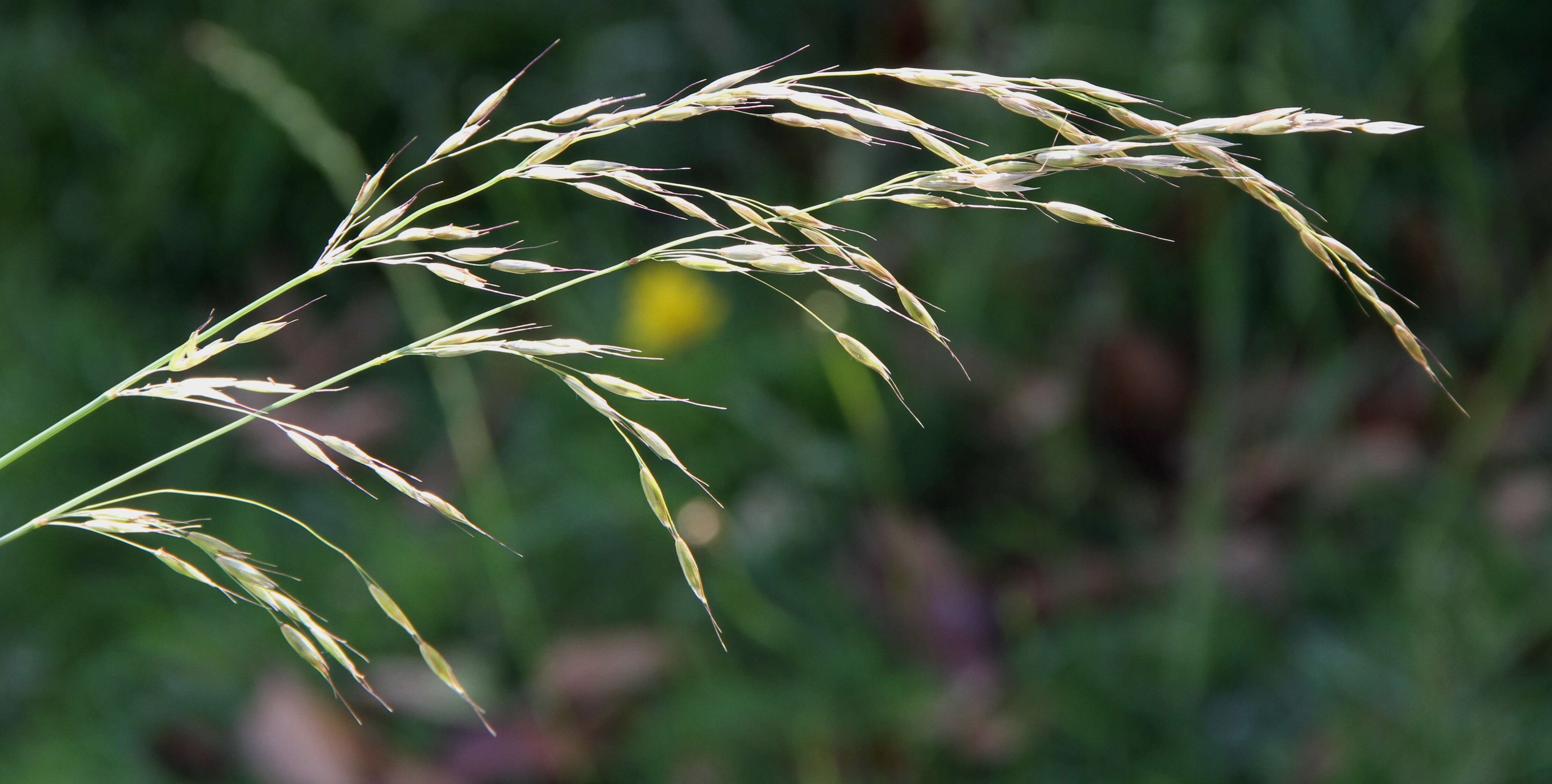 Image of Button Grass