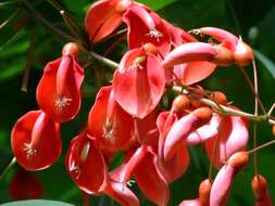 Image of Coral tree