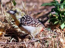 Image of African terrestrial barbets