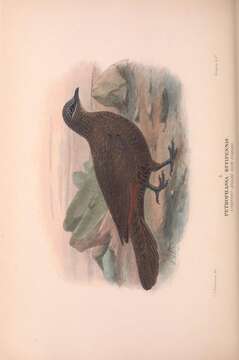 Image of Petrophassa Gould 1841