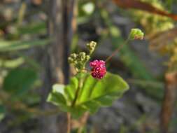 Image of spiderling