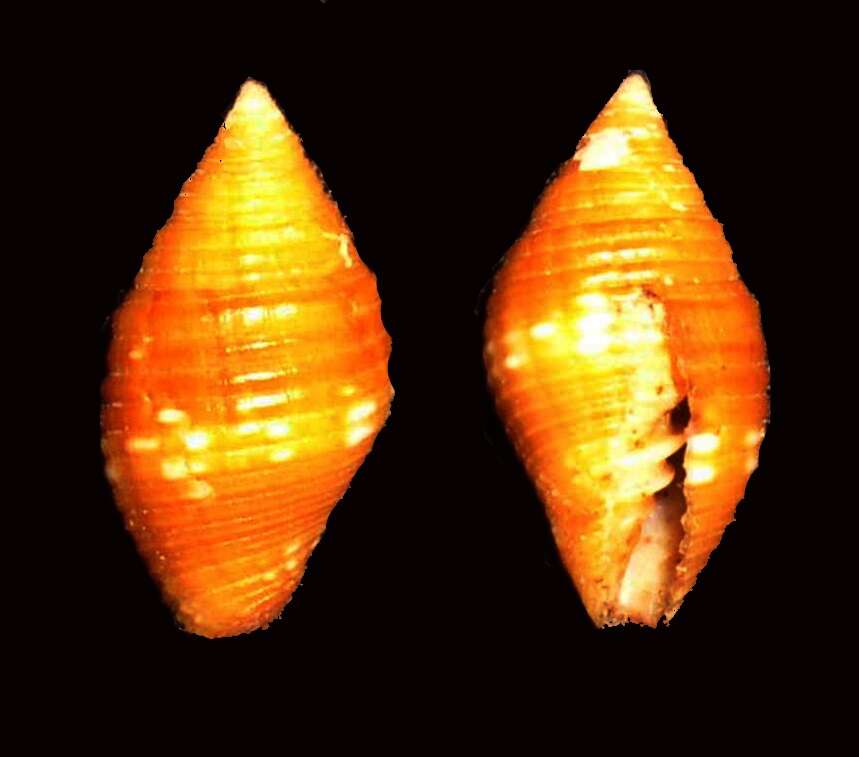 Image of Pseudonebularia Fedosov, Herrmann, Kantor & Bouchet 2018